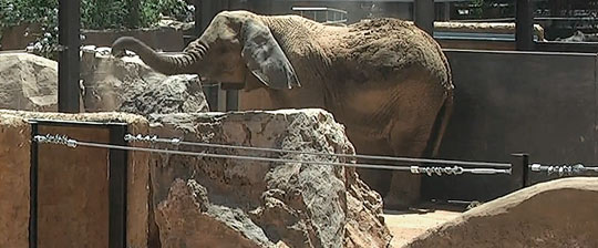 Любовью посетителей зоопарка Барселоны пользуются огромные слоны