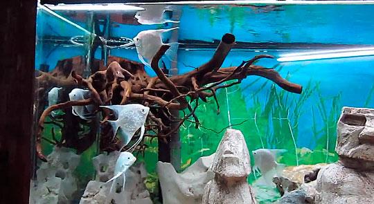 Алуштинский аквариум 2